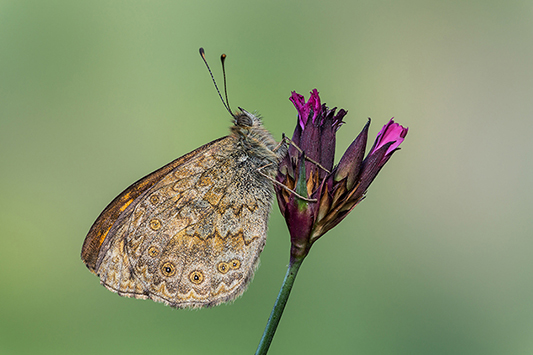 Identificazione - Lasiommata megera, Nymphalidae