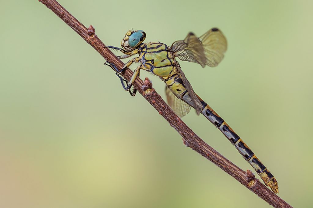 Onychogomphus forcipatus, femmina