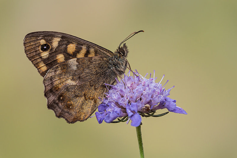 Pararge aegeria (Nymphalidae Satyrinae)