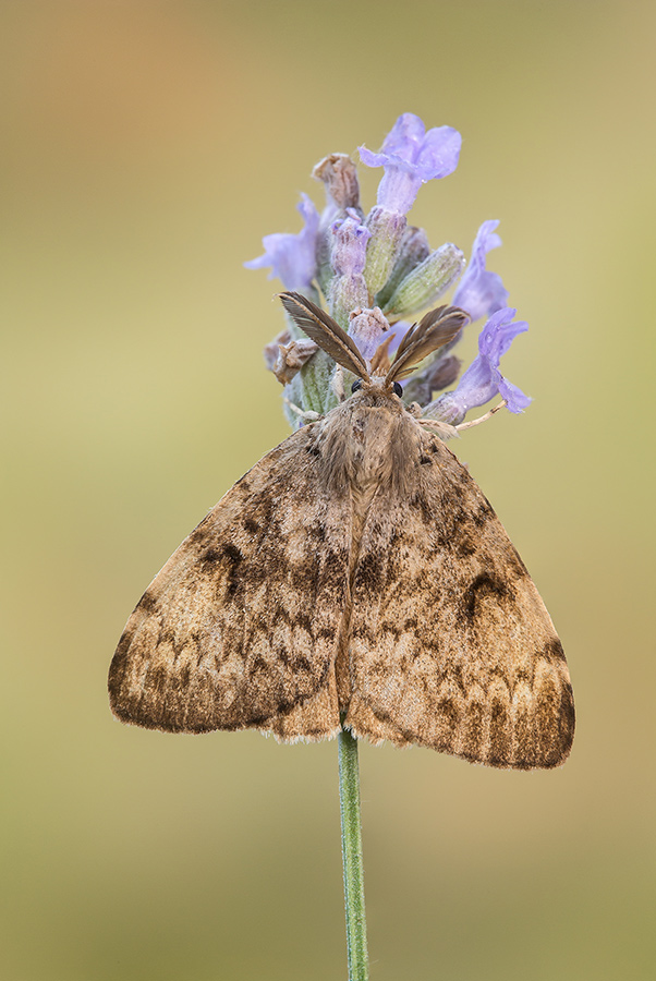 Identificazione: Lymantria dispar - Erebidae