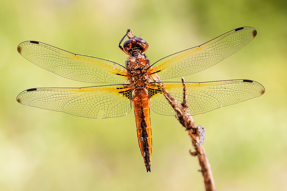 Libellula fulva, maschio immaturo