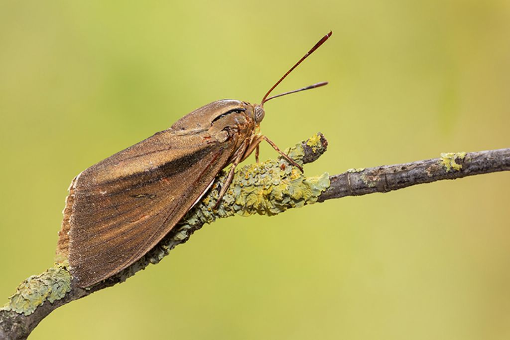 Paysandisia archon (Castniidae)