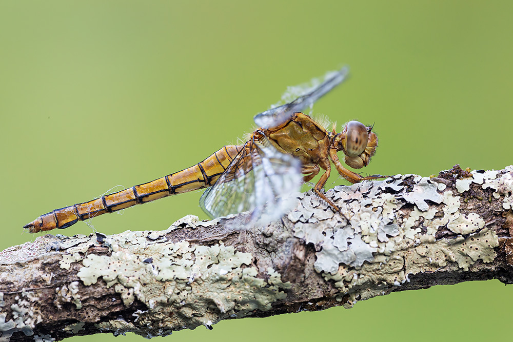 Identificazione: Orthetrum coerulescens