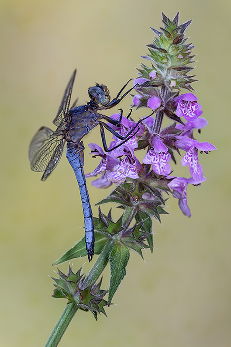 Orthetrum coerulescens, maschio