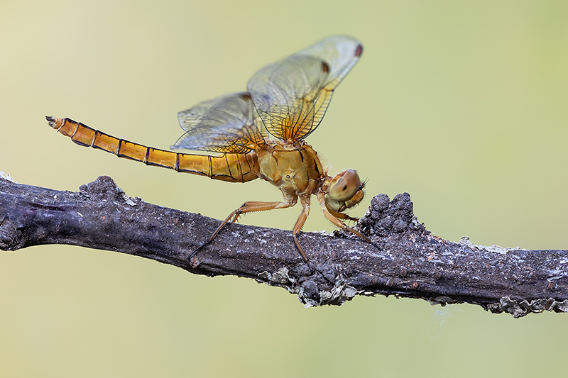 Identificazione: Orthetrum coerulescens, femmina immatura