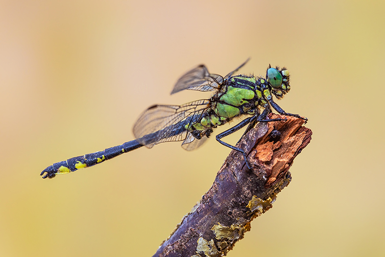 Gomphus vulgatissimus, maschio