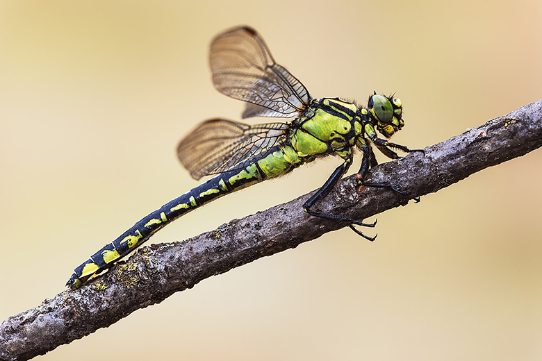 Gomphus vulgatissimus, femmina