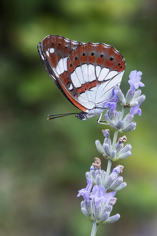 Identificazione - Limenitis reducta, Nymphalidae