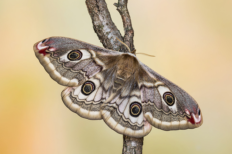 Identificazione - Saturnia pavoniella, Saturniidae