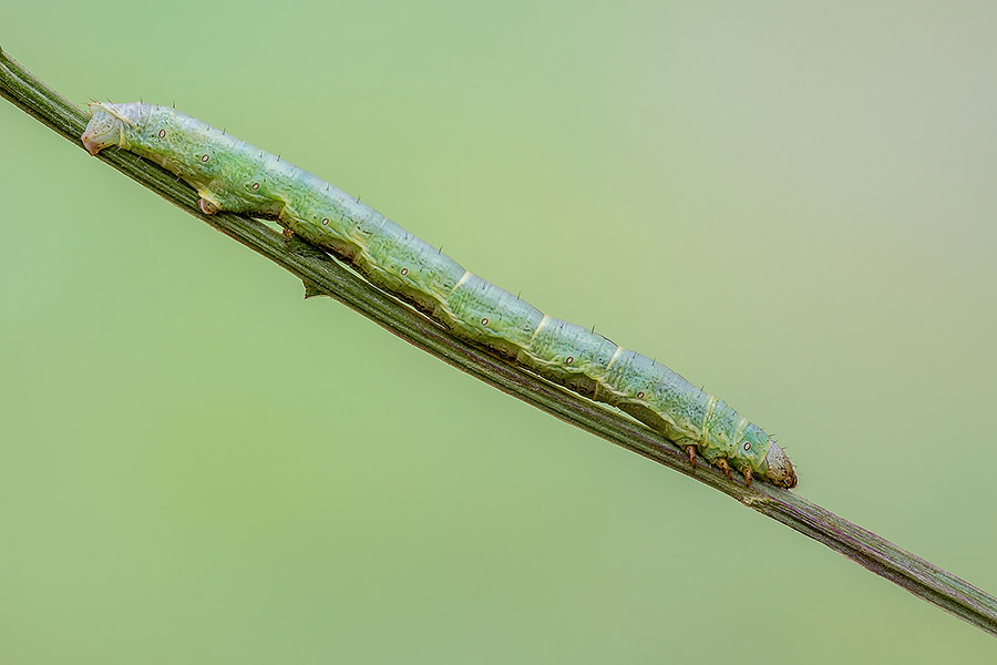 Identificazione - Larva di Geometridae