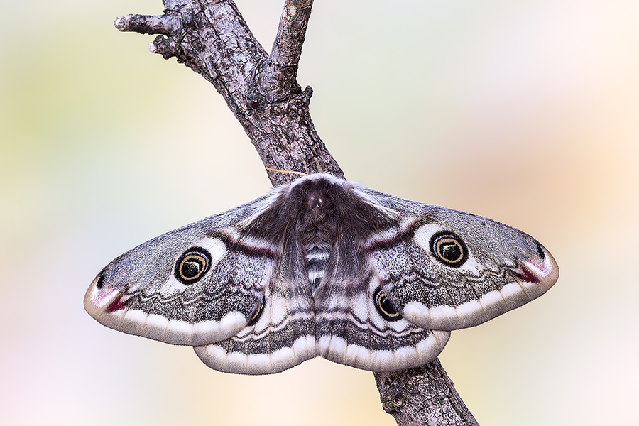 Identificazione - Saturnia (Eudia) pavoniella, Saturniidae