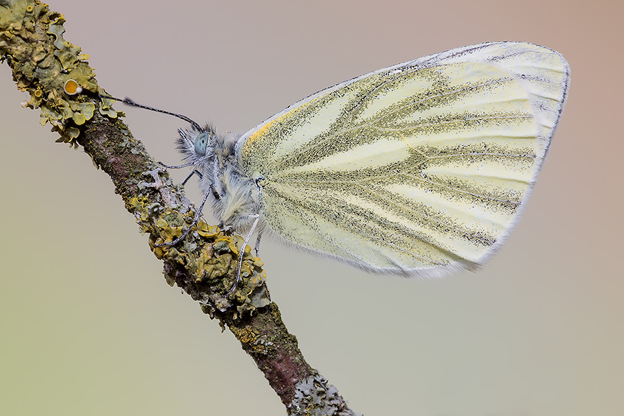 Identificazione - Pieris napi