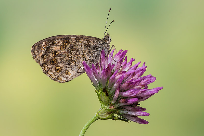 Identificazione - Lasiommata megera, Nymphalidae