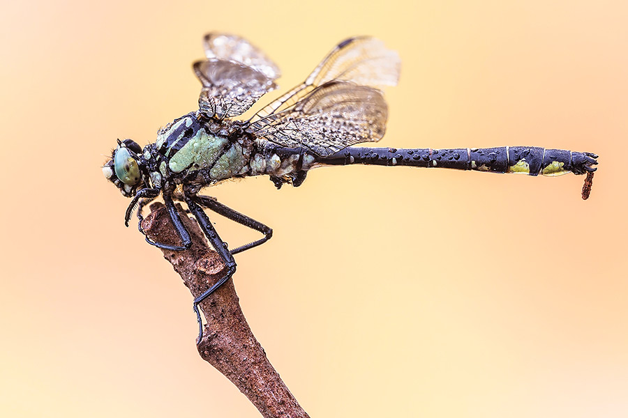 Gomphus vulgatissimus, maschio