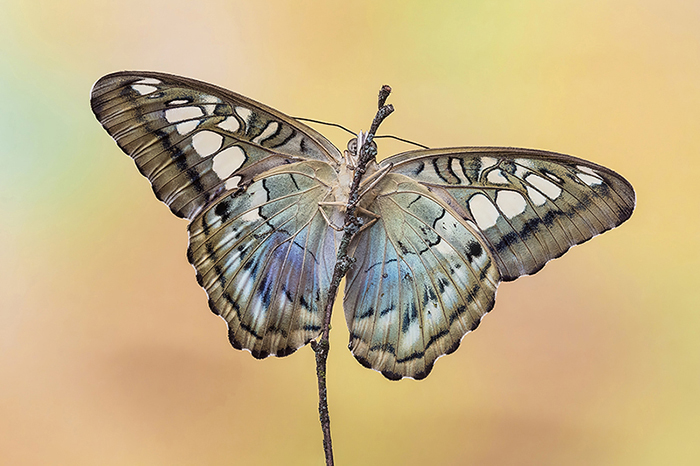 Identificazione - Nymphalidae asiatico, Parthenos cfr. sylvia