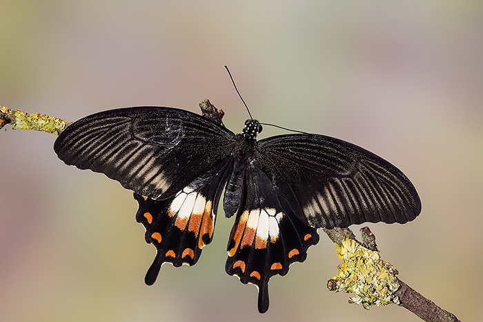 Identificazione - Papilio polytes, Papilionidae