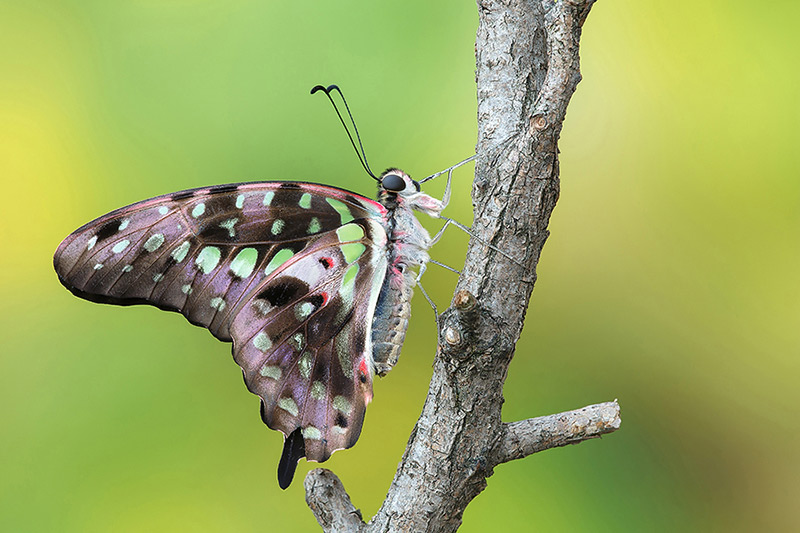 Identificazione: Graphium agamemnon - Papilionidae