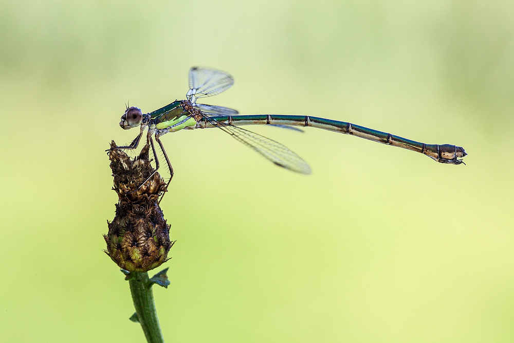 Chalcolestes cfr. viridis