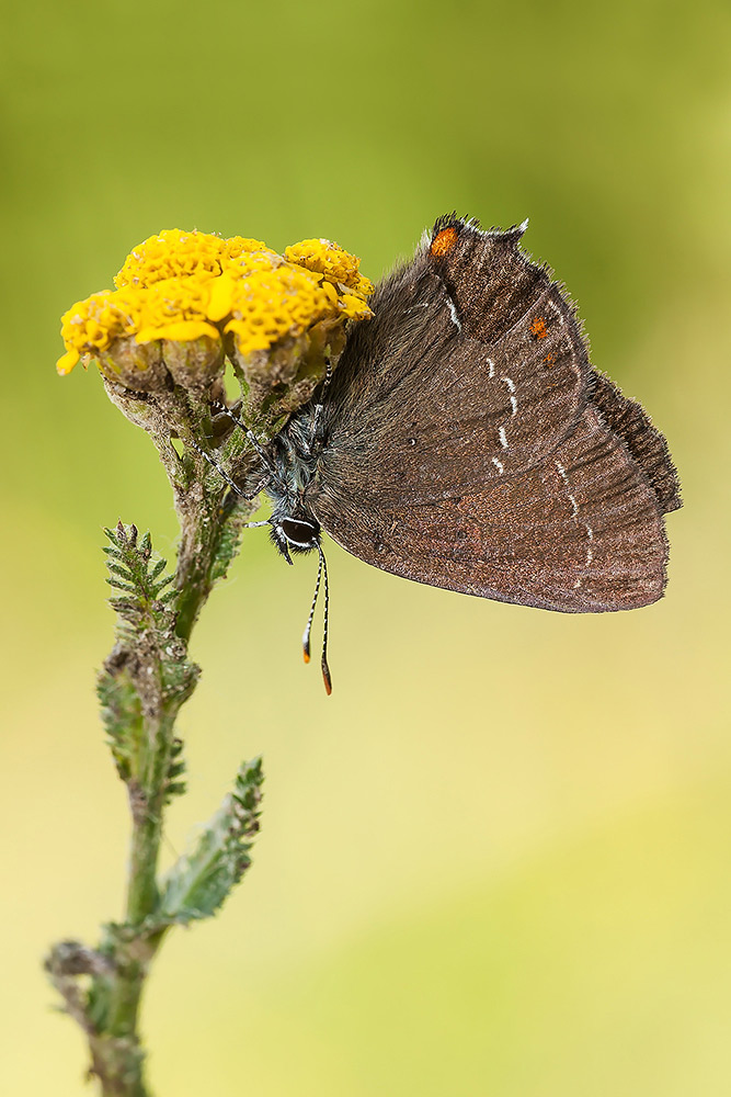 Identificazione - Satyrium ilicis o acaciae