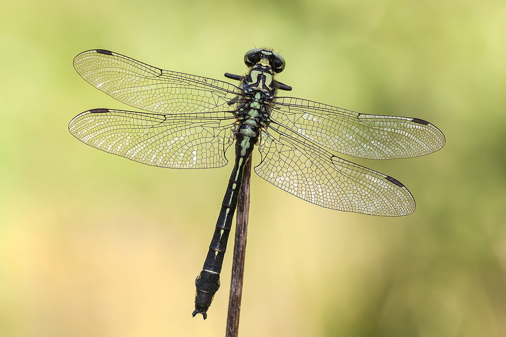 maschio di Gomphus vulgatissimus