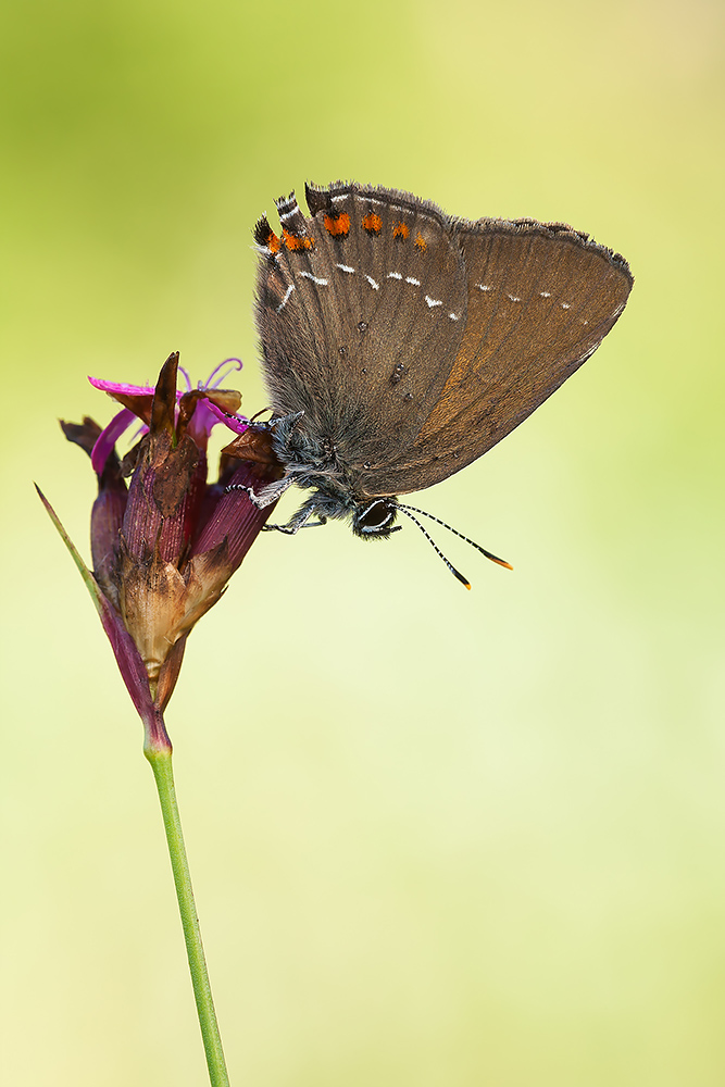 Identificazione - Satyrium ilicis