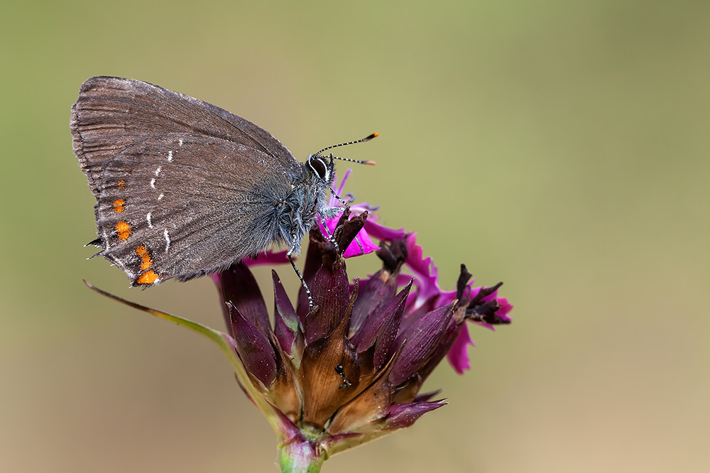 Identificazione - Satyrium ilicis