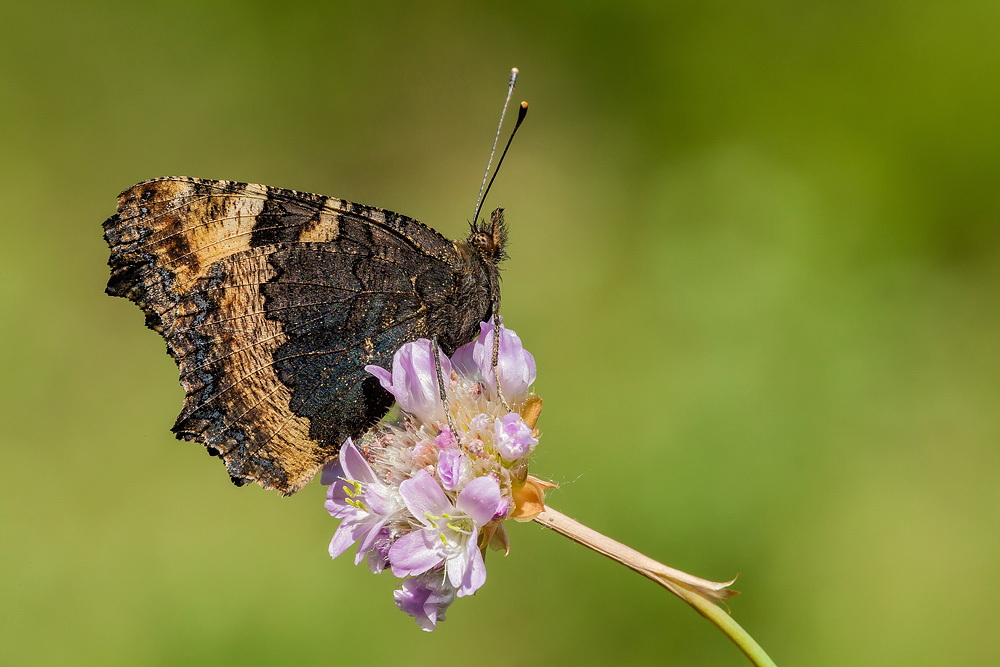 Identificazione - Aglais urticae