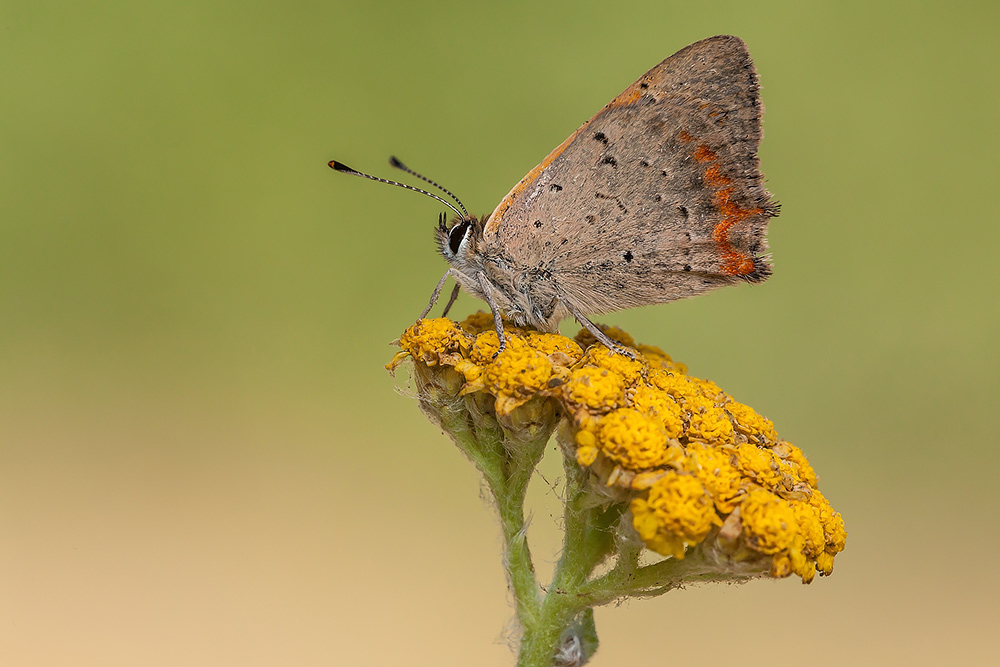 Lycaena phlaeas