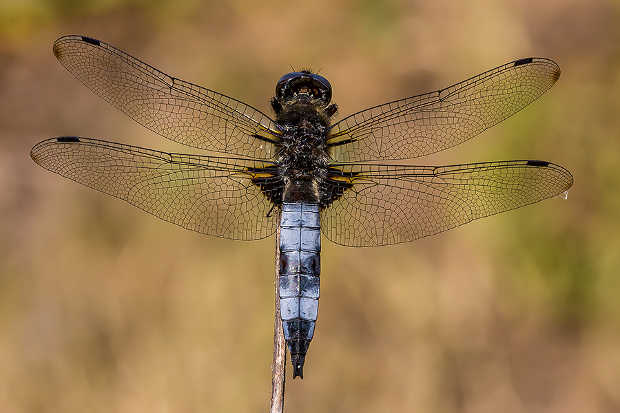 Libellula fulva