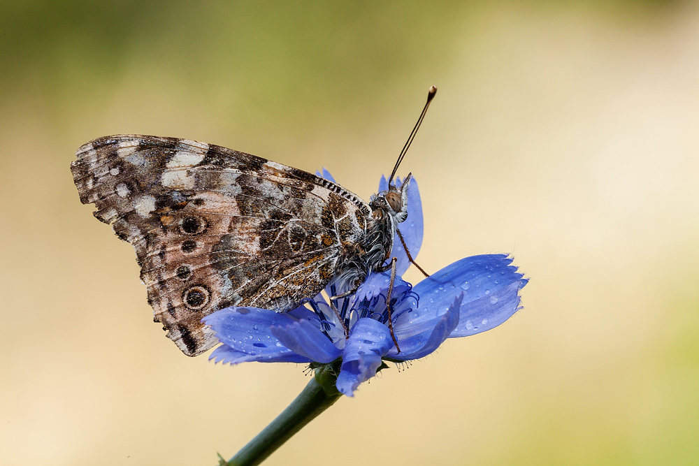 Identificazione - Vanessa cardui