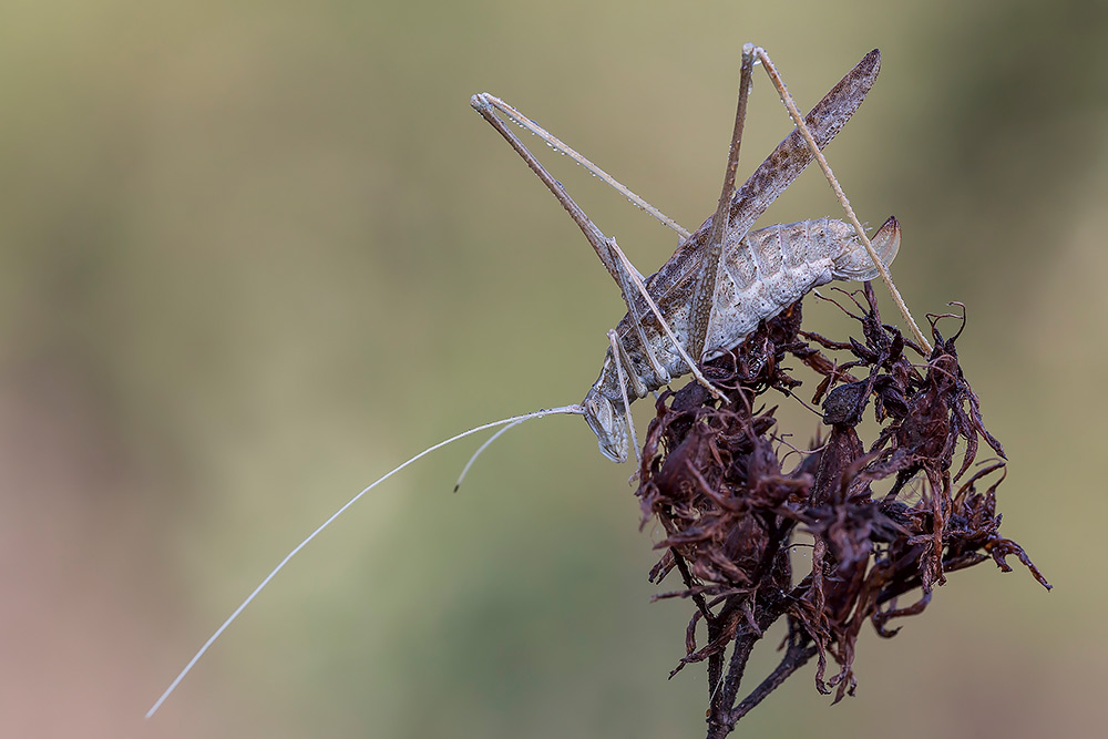 Phaneropteridae: Tylopsis lilifolia