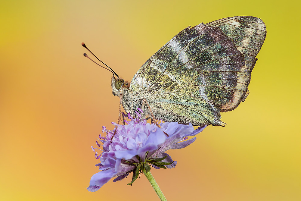 Identificazione - Argynnis (Argynnis) paphia