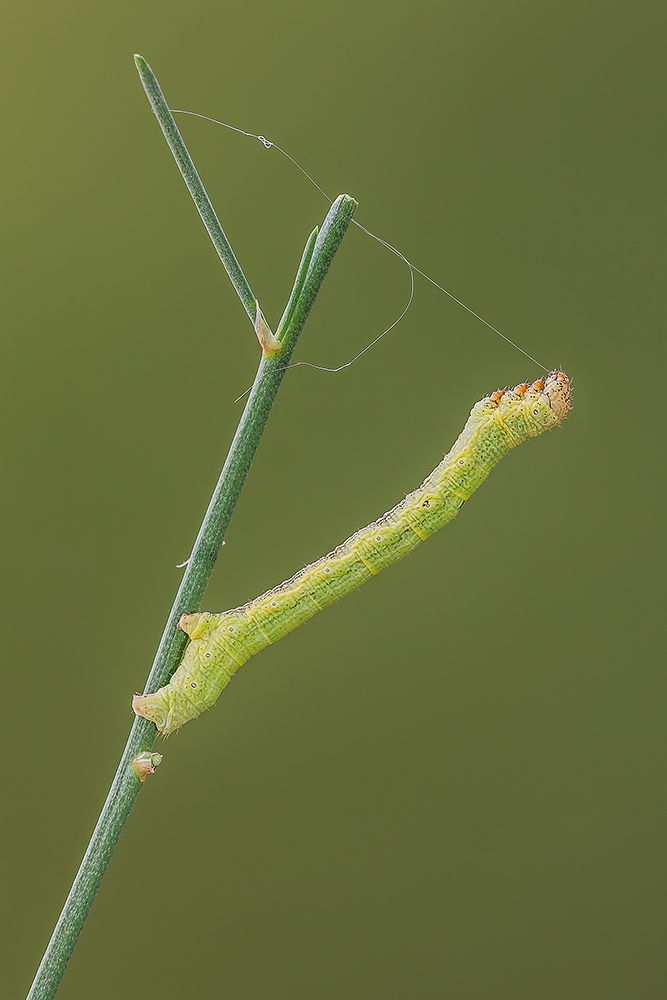 Identificazione - Geometridae: cfr. Ascotis selenaria