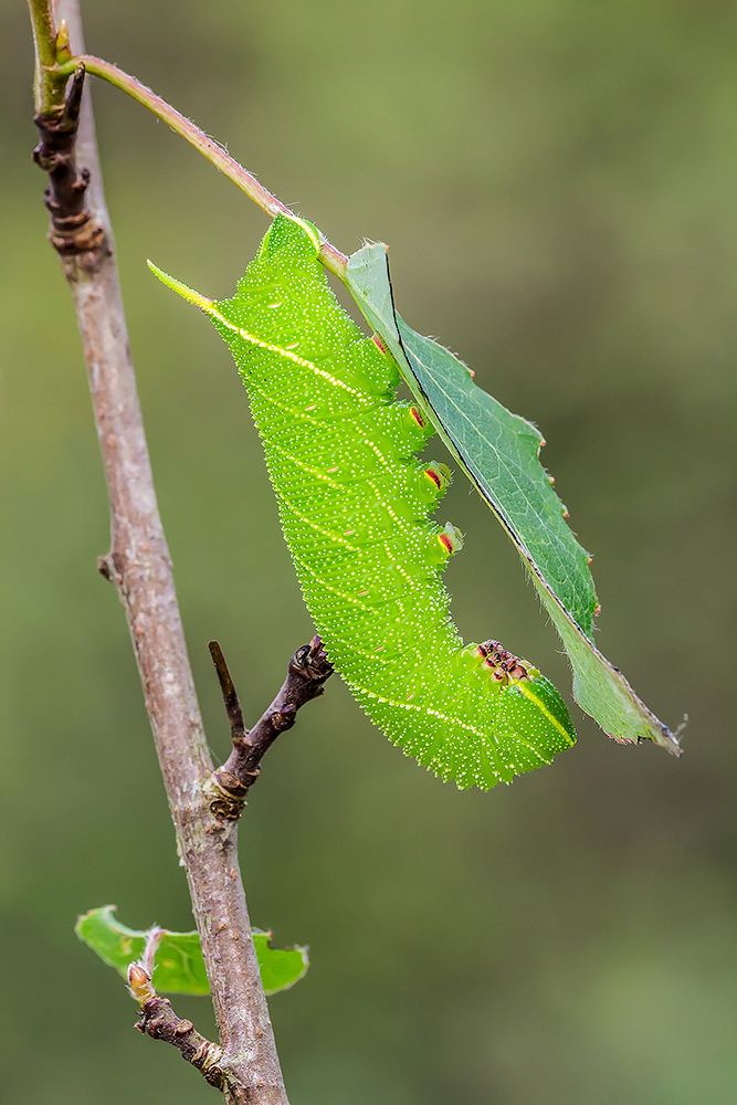 Identificazione - Laothoe populi