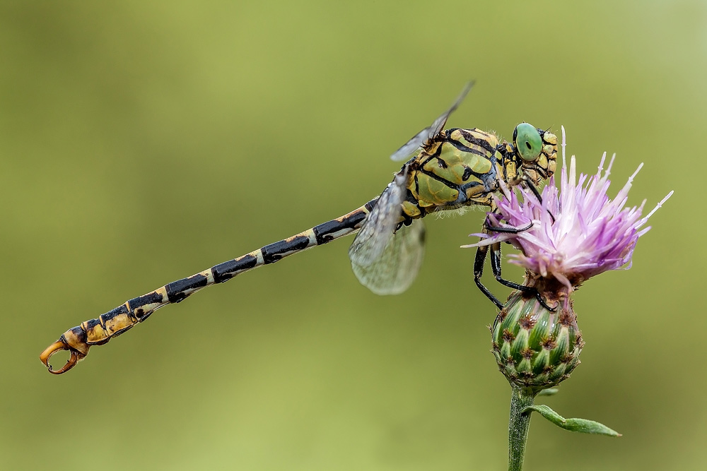 Identificazione Onychogomphus forcipatus unguiculatus