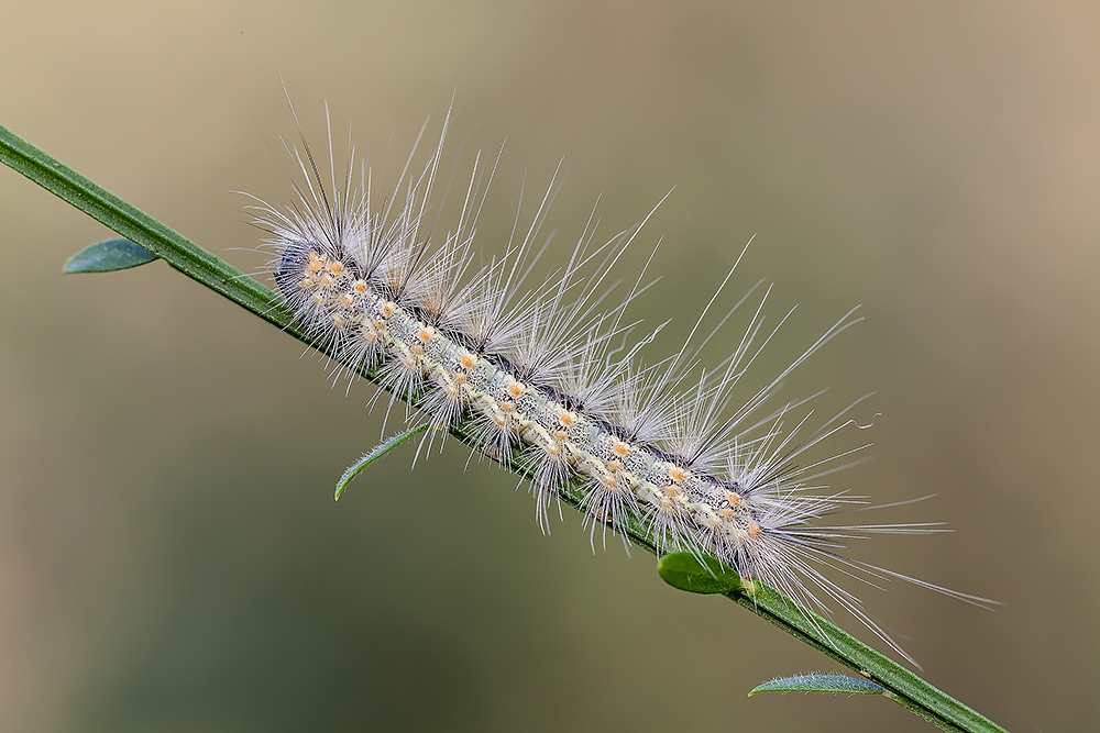 bruco di Hyphantria cunea (Erebiadae Arctiinae)