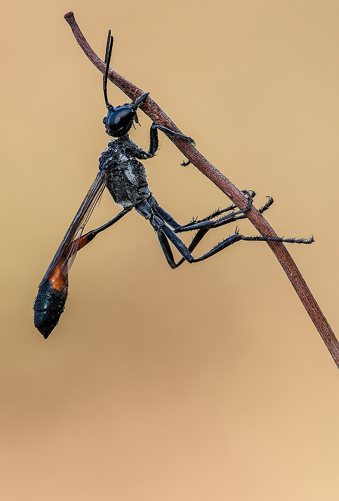 Ammophila sp. (Sphecidae) addormentata (PV)