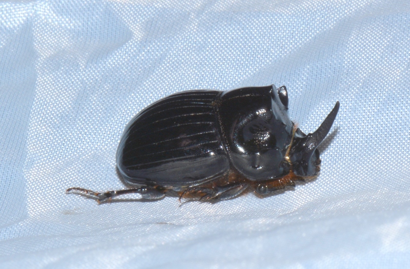 Copris lunaris, Scarabaeidae