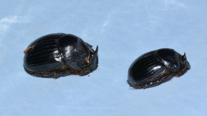 Copris lunaris, Scarabaeidae