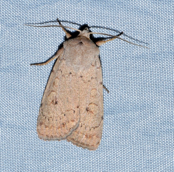 noctuidae da Id.