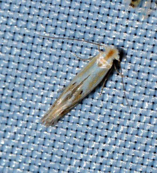 Micro da Id. Bucculatrix maritima (Cfr) - Bucculatricidae