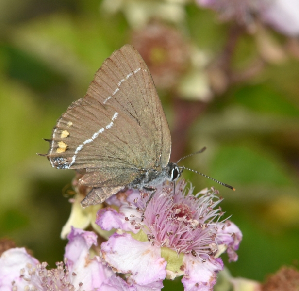 satyrium da Id.