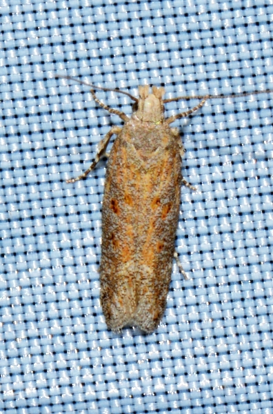 Micro da Id. - Cfr. Scrobipalpa sp., Gelechiidae