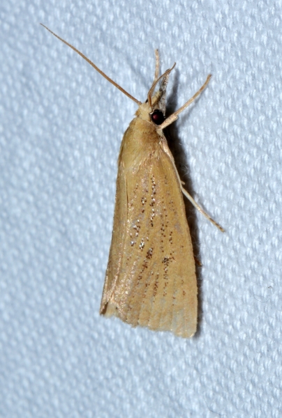 Crambidae? S, Chilo phragmitellus