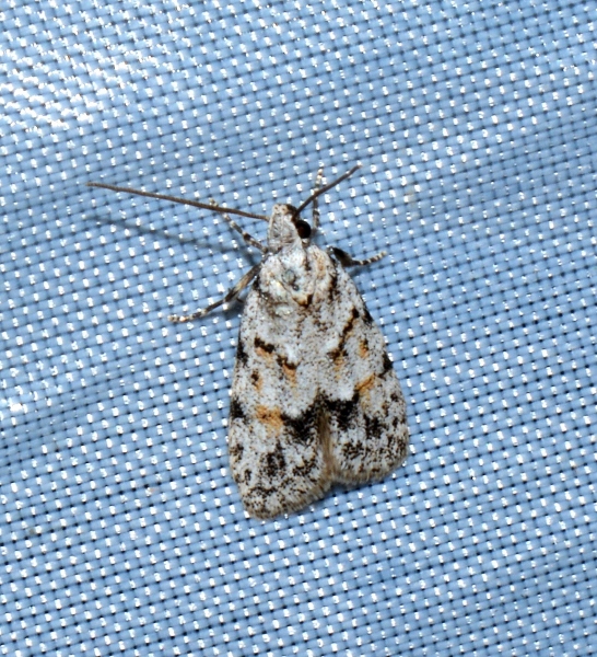 Da Id. Symmoca signatella - Autostichidae