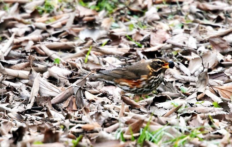 Tordo sassello  (Turdus iliacus)