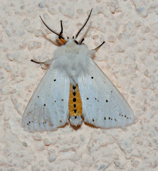 Erebidae da Id.- Spilosoma lubricipeda