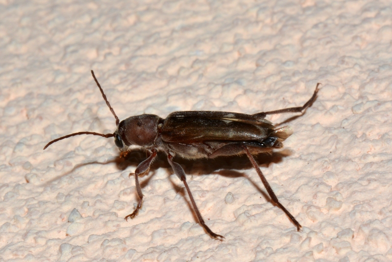 Cerambycidae: Xylotrechus stebbingi