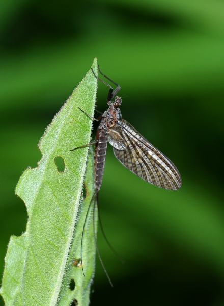 Leptophlebiidae: Paraleptophlebia submarginata , femmina