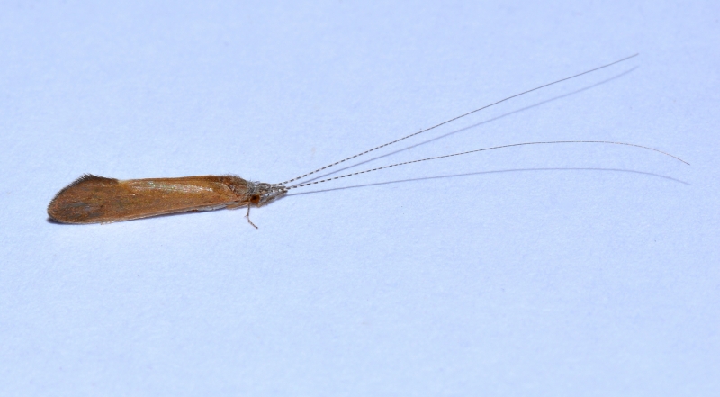 Leptoceridae: cfr. Adicella sp.